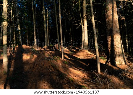 Dawn casts long shadows in the forest in the Adirondack Mountains in northern New York State 
