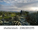 At dawn the farmer is cutting several agave plants in the field of Tequila Jalisco.