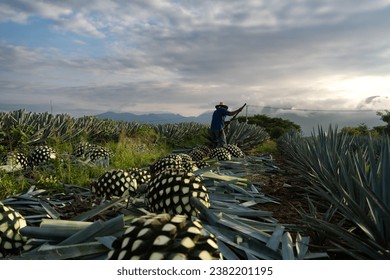 At dawn the farmer is cutting several agave plants in the field of Tequila Jalisco.