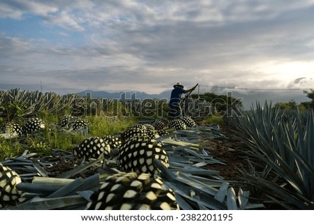 At dawn the farmer is cutting several agave plants in the field of Tequila Jalisco.