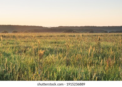 Dawn in a field with tall grass, spikelets of wheat and flowers. - Powered by Shutterstock