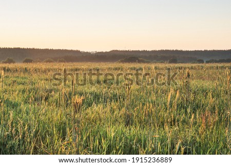Dawn in a field with tall grass, spikelets of wheat and flowers.