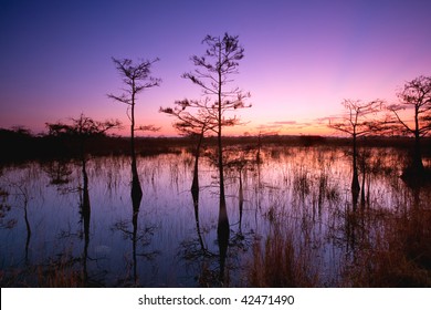 Dawn In Florida Everglades With Cypress Trees Reflected In Swamp Waters