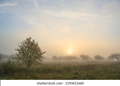 dawn in a foggy autumn garden
