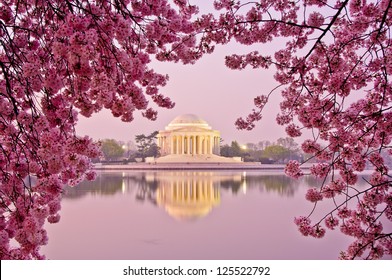 Dawn At The Jefferson Memorial During The Cherry Blossom Festival. Washington, DC