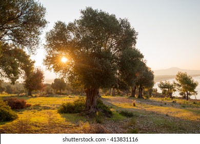 Imagenes Fotos De Stock Y Vectores Sobre Israel And Olive Tree