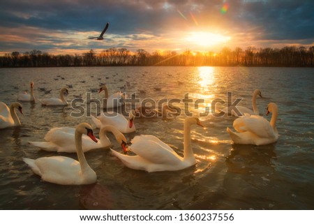 Foto Bild Ledas Schwäne Umwelt Natur