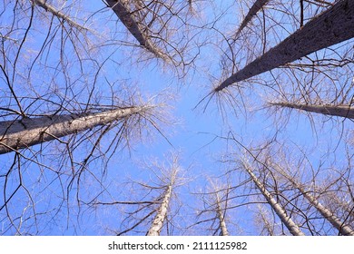 Dawn Redwood Against Blue Sky In Winter