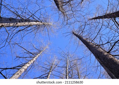 Dawn Redwood Against Blue Sky In Winter