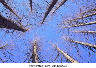 Dawn Redwood Against Blue Sky In Winter