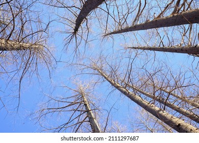 Dawn Redwood Against Blue Sky In Winter