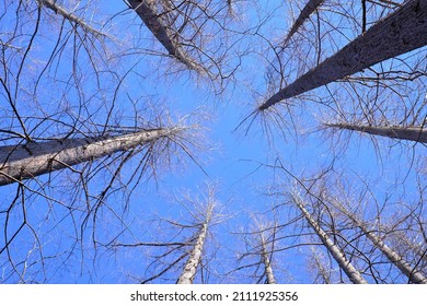 Dawn Redwood Against Blue Sky In Winter