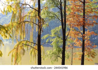 Dawn Redwood Beside Lake