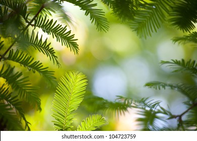 Dawn Redwood Branches