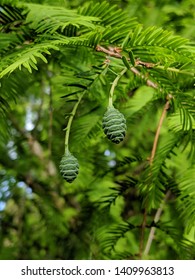 Dawn Redwood Cone, Late Spring