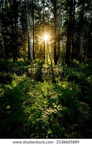 Similar – Image, Stock Photo Pine forest against the light