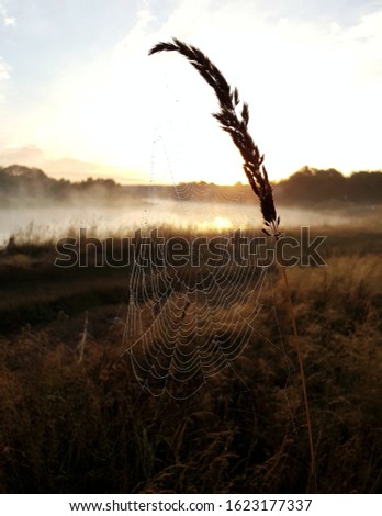 Similar – Foto Bild Uferzone Umwelt Natur