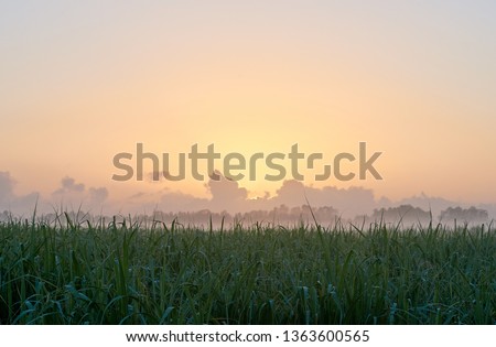 The dawn sun rising over a rural sugar cane farm, in the Clarence Valley of northern NSW, Australia. The dew laden cane in the foreground, and mist and clouds in the distance on the horizon.