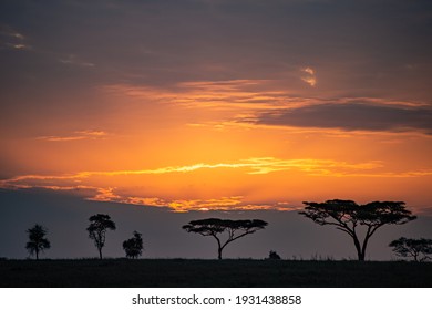 The dawn sunrise in the savannah of  Serengeti national park in Tanzania, Africa