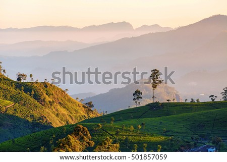 Dawn at tea plantation near Lipton's Seat, Haputale, Sri Lanka