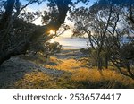 Dawn through the Pohutukawa Trees at  Palmers Beach, Great Barrier island, Waitemata Harbour, New Zealand
