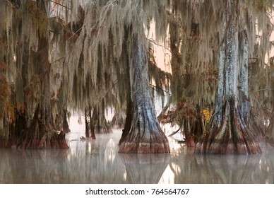 At dawn, the trees of a bald cypress with hanging Spanish moss. Louisiana, Lake Martin