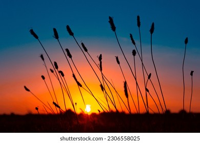 Dawn's Floral Symphony: Silhouetted Summer Flowers in Meadow's Embrace in Northern Europe