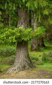 Dawson's Cypress Forest In A Beauty Landscape