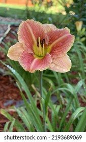 Day Lillies In The Morning