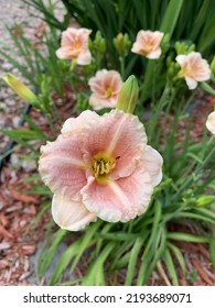 Day Lillies In The Morning