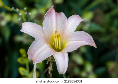 Day Lillies In My Garden