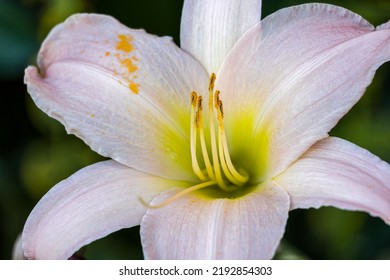 Day Lillies In My Garden