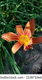 The Day Lillies In My Rock Garden