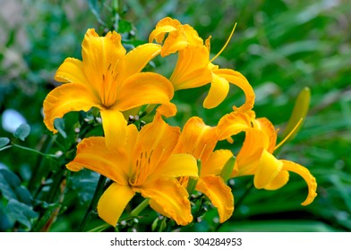 Day Lily