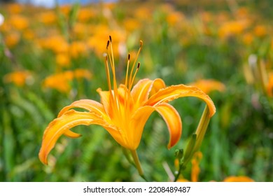 Day Lily Flower In The Garden