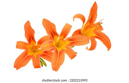 Day Lily Flowers Isolated On White Background