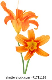 Day Lily Flowers In Spring