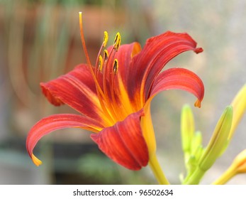  Day Lily, Hemerocallis