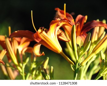 day lily while sunset