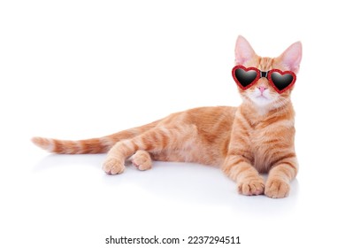 Valentine’s Day love pet kitten cat dressed wearing red heart shape glasses isolated white background. Cute kitty animal happy birthday party invitation card invite wear fancy glam sunglasses shades - Powered by Shutterstock