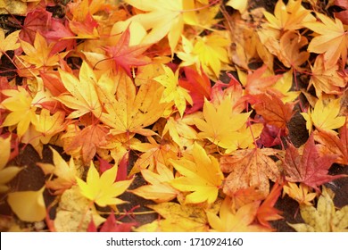 J๋apan Day maple leaves background. Beautiful autumn leaves / Beautiful autumn leaves on a tree in the forest.