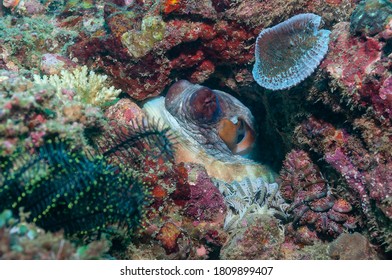 Day Octopus (Octopus Cyanea) Mindoro, Philippines