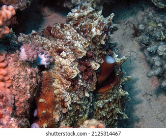 A Day Octopus (Octopus Cyanea) In The Red Sea, Egypt