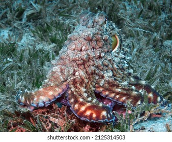 A Day Octopus (Octopus Cyanea) In The Red Sea, Egypt