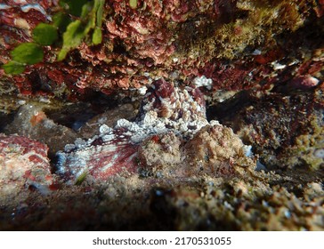 Day Octopus, Octopus Cyanea, Sunshine Coast