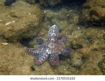 Day Octopus, Octopus Cyanea, Sunshine Coast