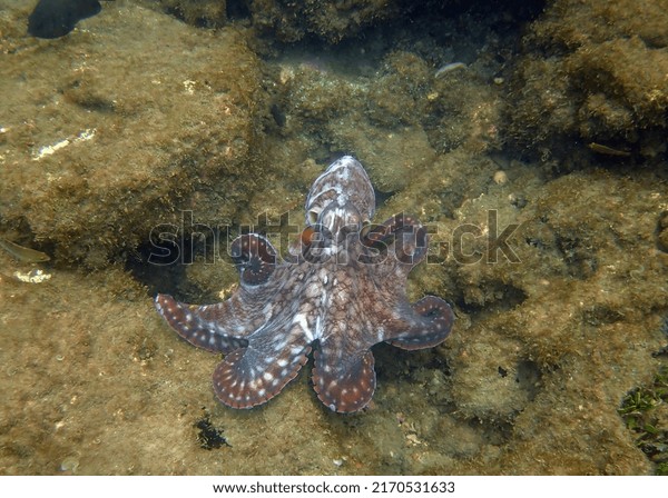 Day Octopus,\
Octopus cyanea, Sunshine\
Coast