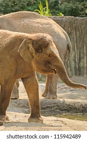 A Day At The Oregon Zoo In Portland Oregon