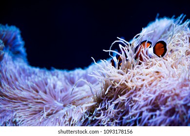 A Day At The Seattle Aquarium.