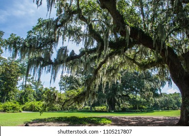 A day trip to Airlie Garden in Wilmington, North Carolina will delight the outdoor enthusiast, gardener and history buff. The well manicured grounds are home to large oaks hanging with Spanish moss.
